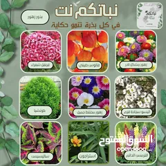  4 بذور زراعية زهور للحدائق و البساتين