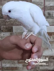  11 فحل كويكر أبيض البينو عين حمراء حجل مربي أردني مع قفص ضخم و ألعابه و أكله
