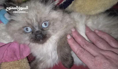  20 قطط ذكور عمر 3 اشهر واحد همالايا شوكليت بلو بوينت وواحد بريتش ريد عيون خضراء والاتنين شعر طويل ناعم