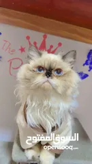  2 pure Himalayan cat royal cat male  3 code far blue eyes ask for price