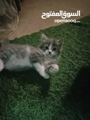  2 هملايا وسكوتش العمر شهرين