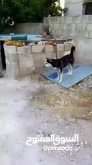  2 كلب هاسكي للبيع