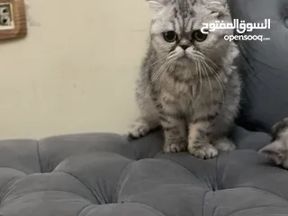  5 كتن سكوتش فولد و ستريت وام منتجه