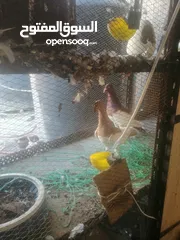  12 جوزين يهودي جوز اصفر وجوز احمر على صفره