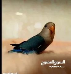  1 روز وكنار مع قفصين مع توصيل مجاني لجميع انحاء المملكة