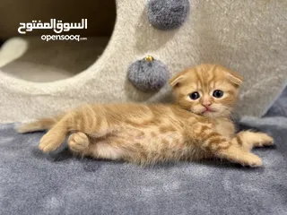  15 Scottish Fold kittens