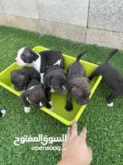  7 American bully for sale