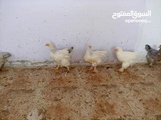  6 فرخات. براهمي . مشكل   في بف وفي بلاك     فرخات. ما شاء الله