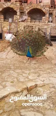  7 طاووس للبيع مستعجل