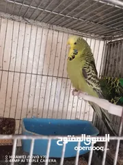  1 جواز حب انجليزي للبيع او للبدل كل اشي اله سعره وفيه دن فالو