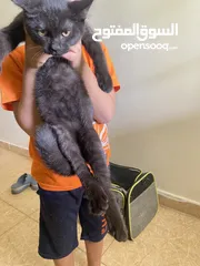  10 قطط للتبني Cats for adoption