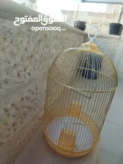  3 قفص ذهبي قاعدته شفافة مع مرجيحة لجميع انواع الطيور لطيور الحب و الكوكتيل و الجنة