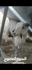  2 عنزين للبيع لحم وحليب