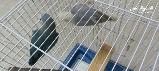  8 جوز روز شغالات  كفاله شغل  موجودات في الزرقاء مع مطير اربع معالف وكوخ