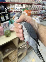  11 كويكر طفرة سينامون أليف راقص لعوب متكلم تابع الوصف للأهمية