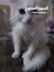  1 قطه البيع شيرازي