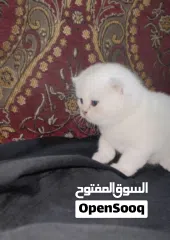  17 Pure Scottish/ بيور سكوتش