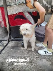  4 كلبة لعوبة ومرحه ما بعرف كم عمرها