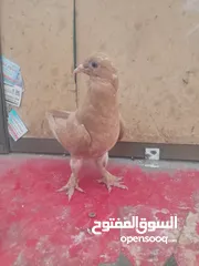  4 اول اشي نبدا بصلاة ع النبي اللهم صل على سيدنا محمد