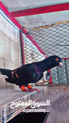  9 جواز حمام للبيع