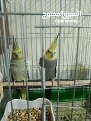  5 كوكتيل و حب