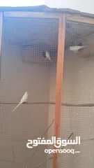  3 للبيع طيور لاتيني بيور