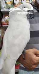  3 Cockatoo Parrot