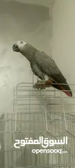  3 كاسكو عمر سنه 4شهور ومكلم أليف عيون مكحله