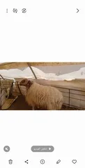  1 كبش لحم طيب