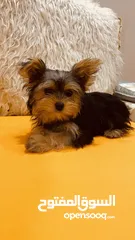  2 Yorkshire Terrier , 3 months old