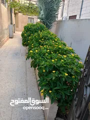  3 شقة فارغه للايجار الهاشمي الشمالي