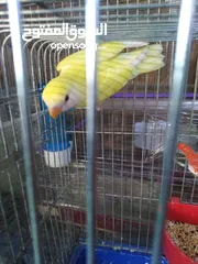  2 حبه روز للبيع