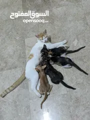  2 Mother cat with kittens for free