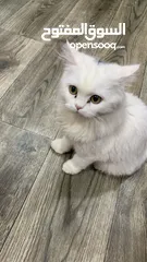  1 قطة شيرازي صغيره