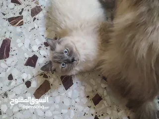  7 قطط همالايا اناث