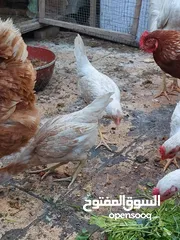  7 دجاج عرب أصليات