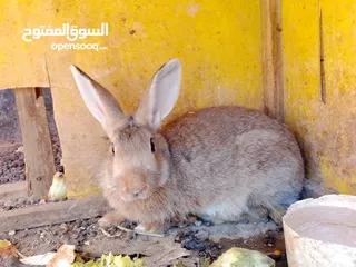 1 ذكر للبيع صحه ونظافه اقراء الوصف