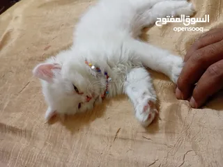  3 بسه شيرازيه للبيع عمرها تقريبا شهر