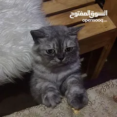  1 قطة شيرازيه بيكي فيس