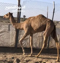  6 جعدان ثنينه واحد فطيم مامركوض ابدا + والثاني معابل شي بسيط + بكرات ثنتين + ناقه الحين معزول ولدها