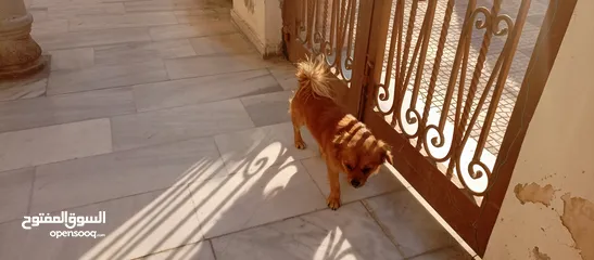  3 كلب للبيع أليف لعوب جدا بحب الناس