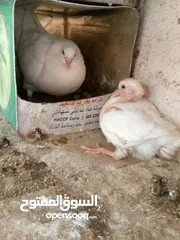  3 حمام مالطي وفرنسي لاحم للبيع