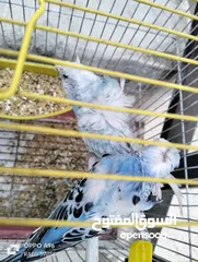  7 جوز طيور إنجليزي مفتل مع قفص بسعر مغري