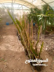  6 اشكال دراغون فروت