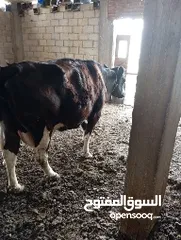  3 بقره للبيع