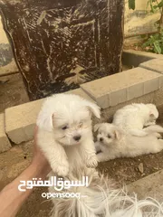  6 جراوا فرنسي للبيع