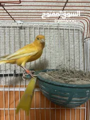  12 3 جوار كنار منتجات