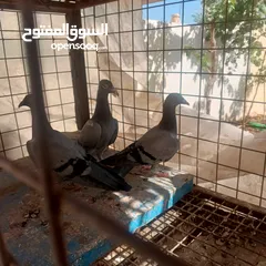  12 حمام زاجل فطام جديد دماء قوية  ثلاثة فراخ نخب  مطلوب 12دينار  اربع دينار الواحد