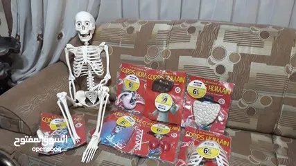  3 هيكل عظمي تشريحي