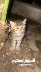  1 قطط شيرازيه صغيره للبيع